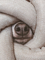 Lambwolf-Collective-jouet-design-minimalist-pour-chien-nou-gris