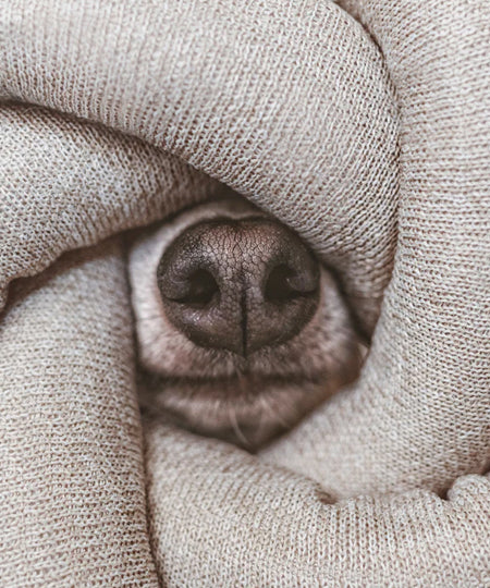 Lambwolf-Collective-jouet-design-minimalist-pour-chien-nou-gris