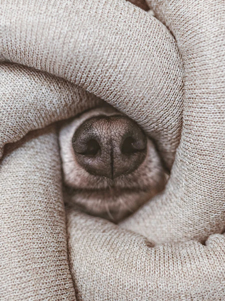 Lambwolf-Collective-jouet-design-minimalist-pour-chien-nou-gris