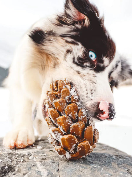 Loblolly-Pinecone-Puzzle-interactif-fouille-pour-chien-pomme-de-pin