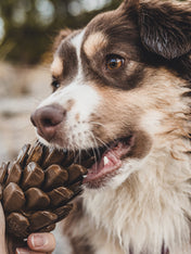 Loblolly-Pinecone-Puzzle-interactif-fouille-pour-chien-pomme-de-pin