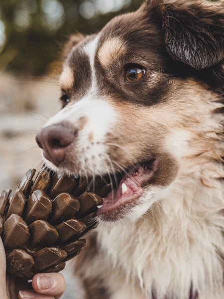 Loblolly-Pinecone-Puzzle-interactif-fouille-pour-chien-pomme-de-pin