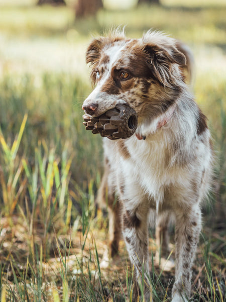 Loblolly-Pinecone-Puzzle-interactif-fouille-pour-chien-pomme-de-pin