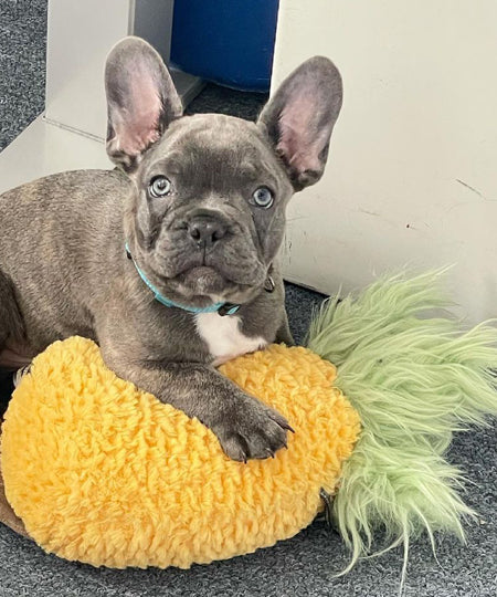 Nandog-pet-gear-peluche-chien-ananas