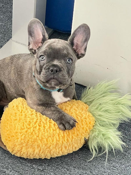 Nandog-pet-gear-peluche-chien-ananas