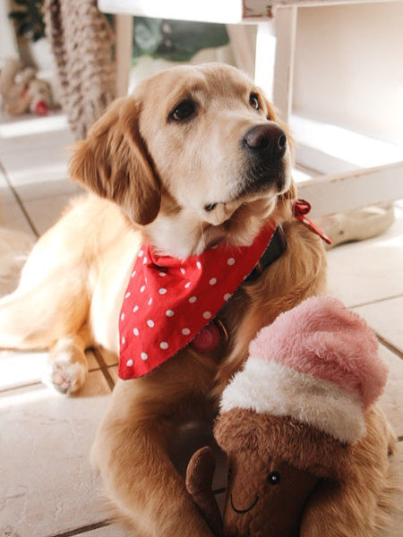 Nandog-pet-gear-peluche-chien-glace