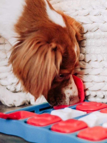 nina-ottosson-jouet-interactif-puzzle-pour-chien-dog-brick