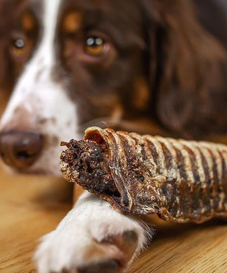 PAUL-PAULINA-friandise-mastication-naturelles-chien-Cannelloni-trachee-boeuf