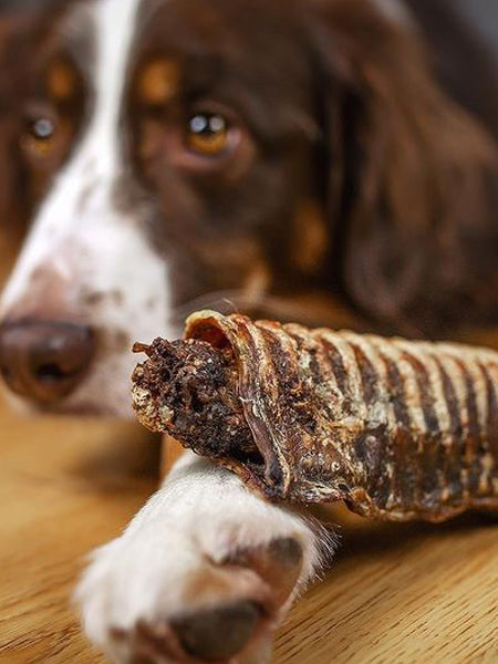 PAUL-PAULINA-friandise-mastication-naturelles-chien-Cannelloni-trachee-boeuf