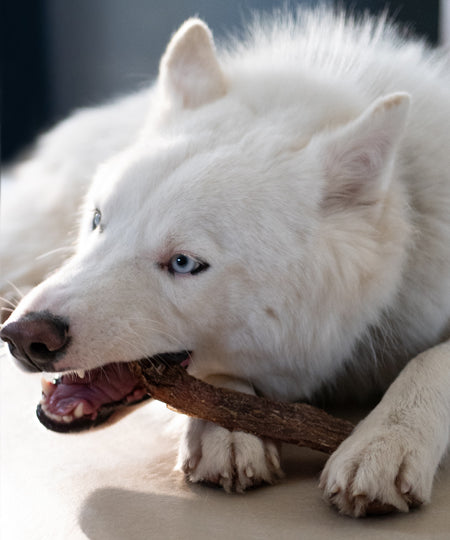 inooko-friandises-chien-naturelles-oesophage-boeuf