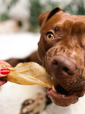 PAUL-PAULINA-friandise-mastication-naturelles-chien-oreilles-agneau