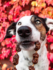 PAUL-PAULINA-friandise-mastication-naturelles-chien-saucisse-gibier-cassis