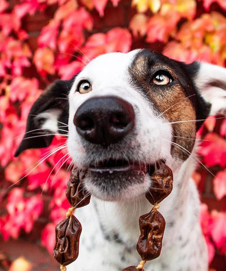 PAUL-PAULINA-friandise-mastication-naturelles-chien-saucisse-gibier-cassis