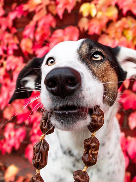 PAUL-PAULINA-friandise-mastication-naturelles-chien-saucisse-gibier-cassis