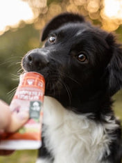 Pâté-tube-chien-Volaille-WildBorn-3