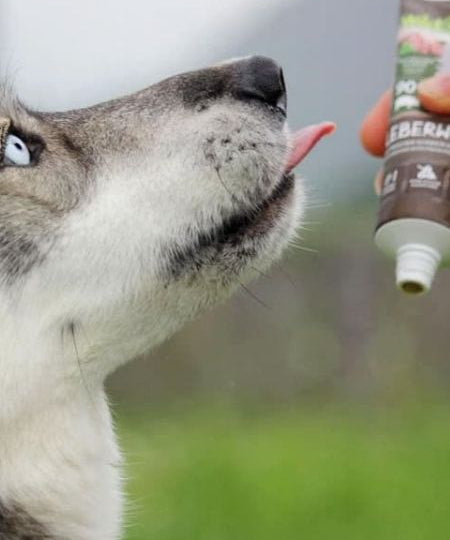 Pate-tube-pour-chien-90%- viande-Porc - WildBorn