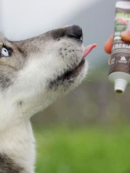 Pate-tube-pour-chien-90%- viande-Porc - WildBorn