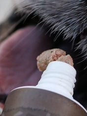 Pate-tube-pour-chien-90%- viande-Porc - WildBorn