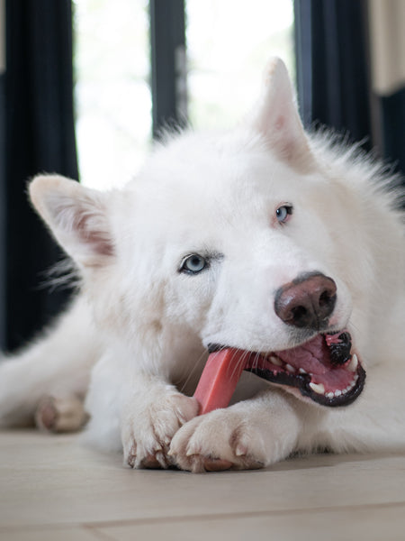 Pawfect-barre-yak-fraise-pour-chien-vegan