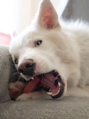 Pawfect-barre-yak-fraise-pour-chien-vegan