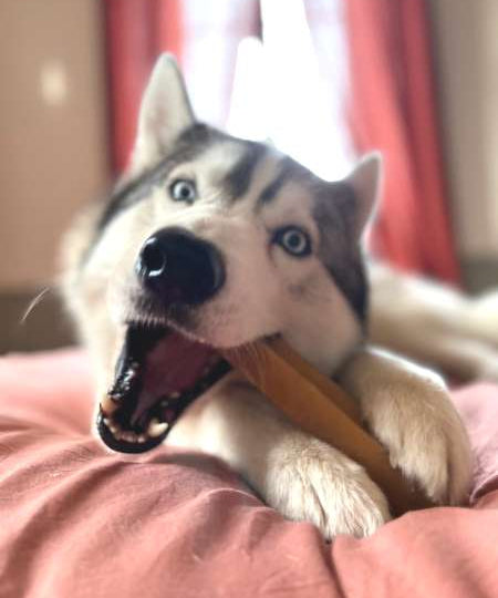 Pawfect-baton-fromage-yak-chien-taille-large-1