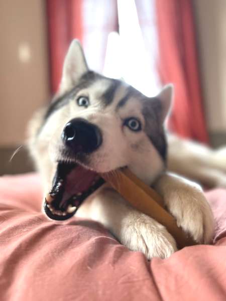 Pawfect-baton-fromage-yak-chien-taille-large-1