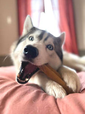 Pawfect-baton-fromage-yak-chien-taille-large-1