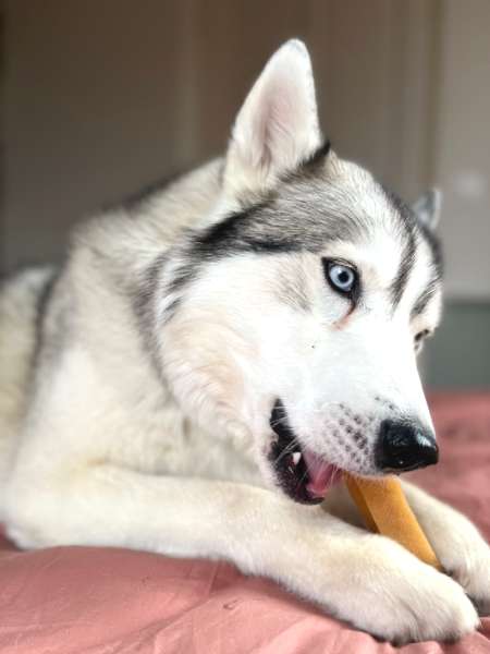 Pawfect-baton-fromage-yak-chien-taille-large-2