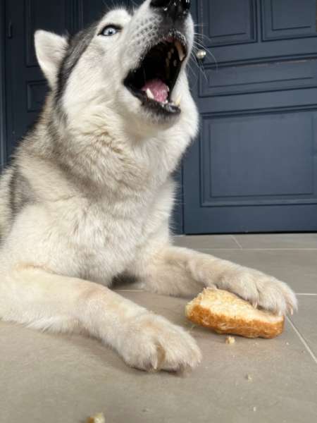 Pawfect-friandise-fromage-yak-chien-puff-bars-2