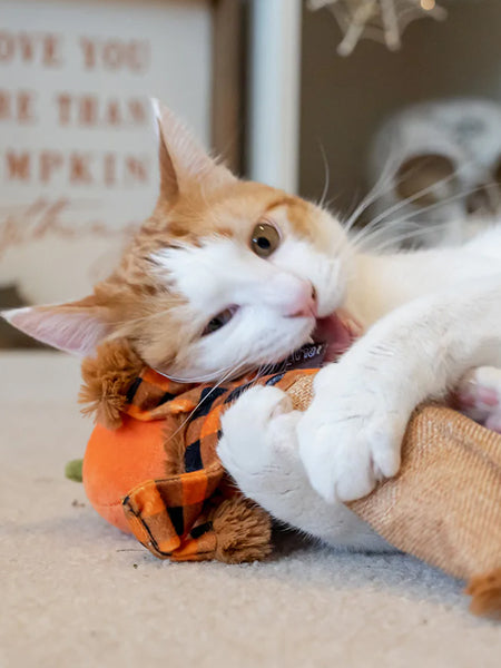Pet-play-jouet-peluche-chat-Halloween-Kicker-citrouille