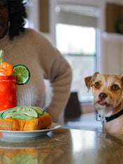 Pet-play-jouet-peluche-chien-BarkingBrunch-avo-doggo-toast