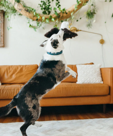 Pet-play-jouet-peluche-chien-aigle