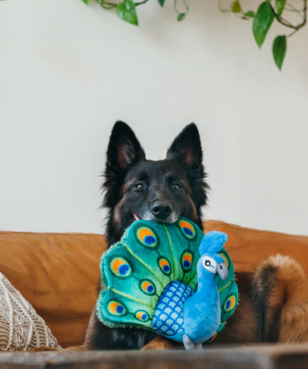Pet-play-jouet-peluche-chien-paon