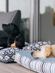 Pet-play-jouet-peluche-chien-pup-cup-cafe-Doggo-s-Java