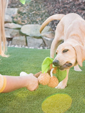 Pet-play-jouet-peluche-chien-tropical-paradise-coconut