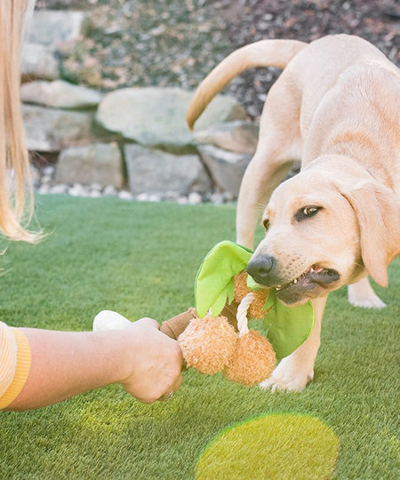 Pet-play-jouet-peluche-chien-tropical-paradise-coconut