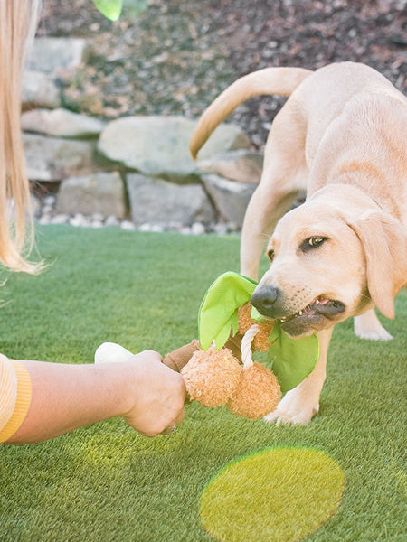 Pet-play-jouet-peluche-chien-tropical-paradise-coconut