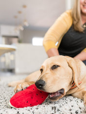 Pet-play-jouet-peluche-chien-tropical-paradise-pasteque