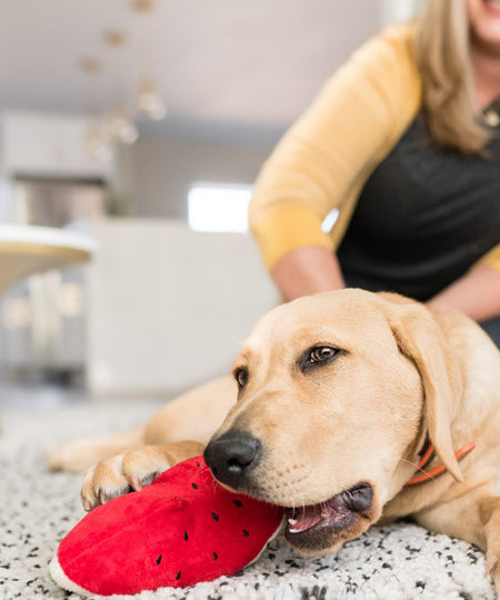 Pet-play-jouet-peluche-chien-tropical-paradise-pasteque