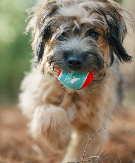 Pet-play-lot-4-balle-tennis-pour-chien