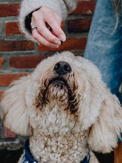 Pets-best-friandises-pour-chien-premium-education-agneau