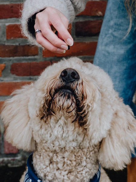 Pets-best-friandises-pour-chien-premium-education-agneau