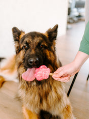 Smoofl-glace-pour-chien-fraise