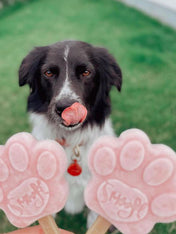 Smoofl-glace-pour-chien-2022