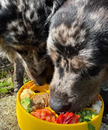 SodaPup-gamelle-interactif-pour-chien-chiot-HONEYCOMB-EBOWL