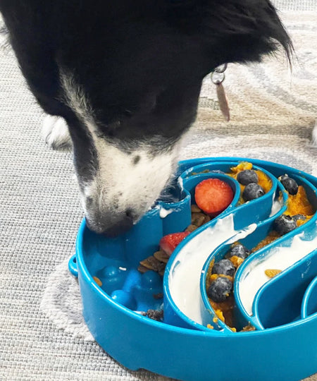 SodaPup-gamelle-interactif-pour-chien-chiot-WAVE-DESIGN-EBOWL