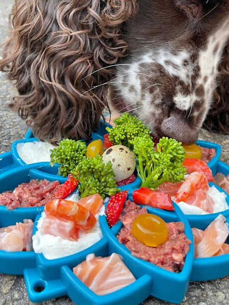 SodaPup-jouet-enrichissement-etray-pour-chien-chiot-mandala-bleu