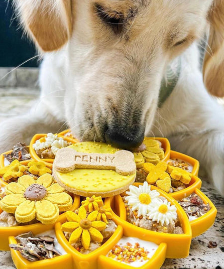 SodaPup-jouet-enrichissement-etray-pour-chien-chiot-mandala-jaune