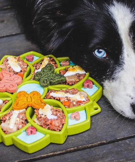 SodaPup-jouet-enrichissement-etray-pour-chien-chiot-mandala-vert