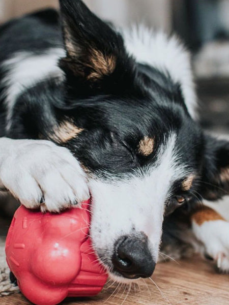 SodaPup-jouet-interactif-pour-chien-chiot-cupcake